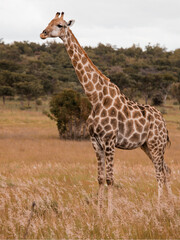 Girafe