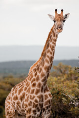 Girafe