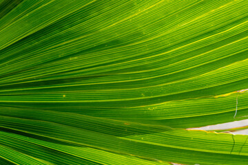 Palm leaf fragment with selective focus. Close up. Go green background.