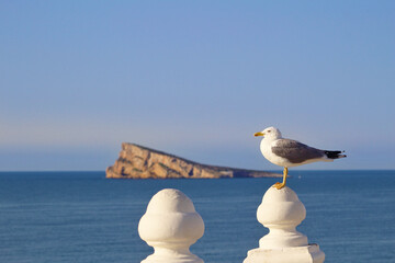 Isla de Benidorm, Alicante, España