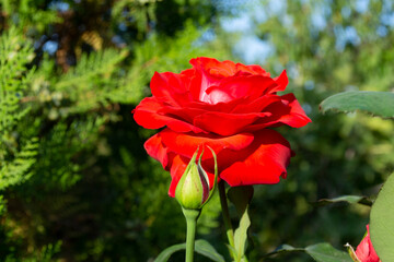 Beautiful red rose and Bud on the background of green trees.