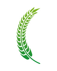 green barley wheat spike nature icon