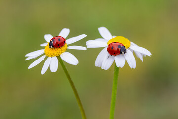 Spring background with daisies and ladybug © mehmetkrc
