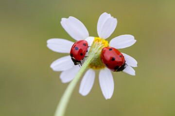 Spring background with daisies and ladybug
