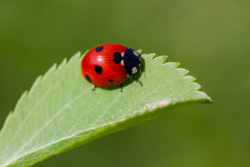 Fototapeta premium ladybird on a leaf