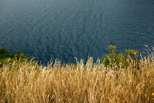 Lakefront foliage