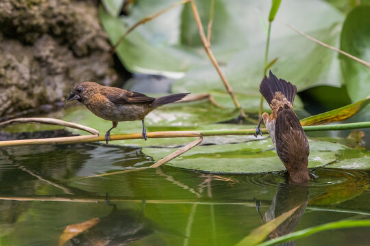 Scaly-breasted Munia,Spice Finch,Nutmeg Mannikin,Lonchura punctulata