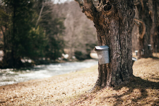 Maple Sugar Tap
