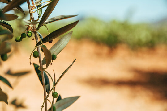 Fototapeta Close up of a olive tree branch