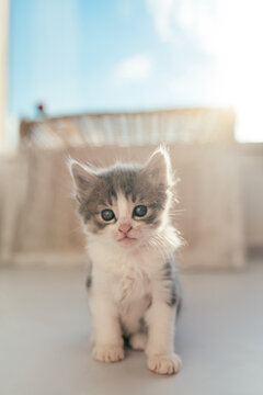 Kitten