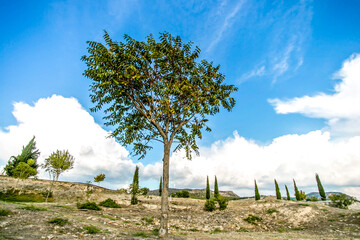 Fototapeta premium Lonely tree and fir trees in limestone ground