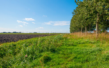 Fototapeta na wymiar Fields and trees in a green grassy landscape under a blue sky in sunlight at fall, Almere, Flevoland, Netherlands, September 24, 2020