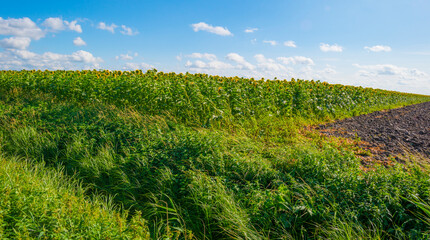 Sunflowers growing in a green grassy field under a blue sky in sunlight at fall, Almere, Flevoland, The Netherlands, September 24, 2020