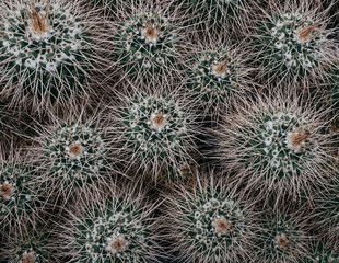 cactus shot from above