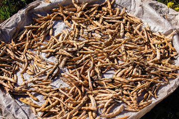 A bunch of dry, unpeeled bean pods.