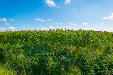 Sunflowers growing in a green grassy field under a blue sky in sunlight at fall, Almere, Flevoland, The Netherlands, September 24, 2020