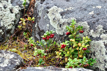 Ripe red berries of a cowberry close up