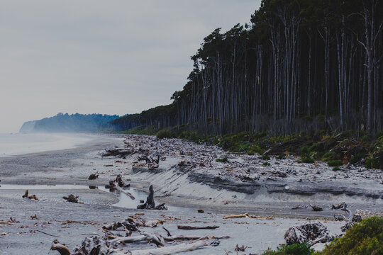 Driftwood on a beach on a cloudy and windy day