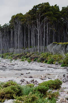 Driftwood on a beach on a cloudy and windy day
