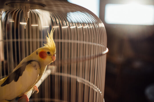 Nymph Parrot in the cage