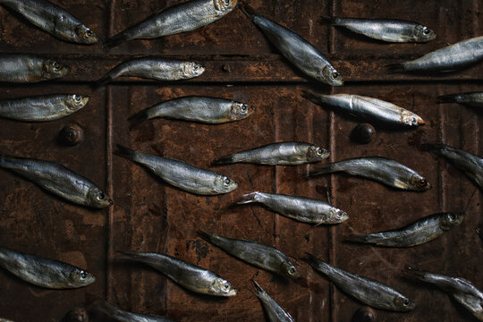 Sprats on a metal background.