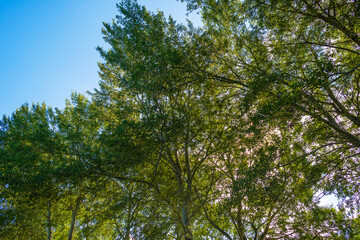 Obraz premium Fields and trees in a green grassy landscape under a blue sky in sunlight at fall, Almere, Flevoland, Netherlands, September 24, 2020