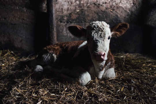 Adorable Calf Only Four Days Old
