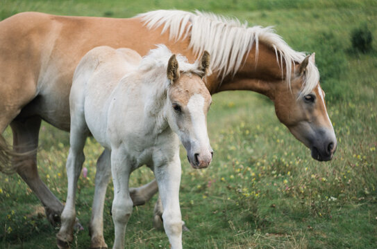 Foal and adult horse