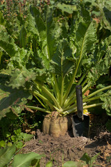 sugar beet root extracted from the ground and agronomist's shovel