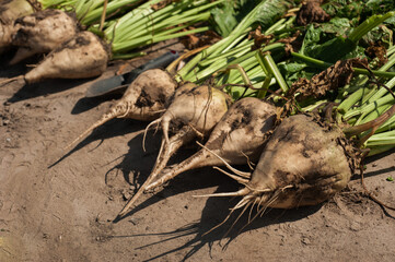 sugar beet roots extracted from the ground , harvesting
