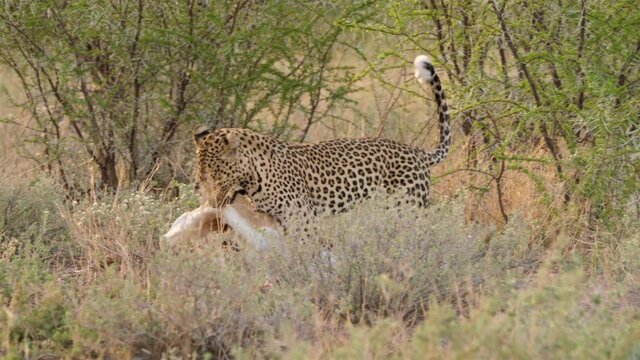 Leopard hat einen Springbock get&ouml;tet und tr&auml;gt seine Beute Davon. Er wird verfolgt von einem hungrigen Schakal, der auch etwas abhaben m&ouml;chte.