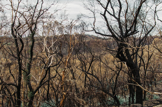 Forest of burnt gumtrees