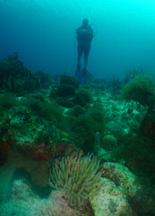 Naklejka na ściany i meble underwater scuba diver caribbean sea