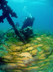 underwater scuba diver caribbean sea