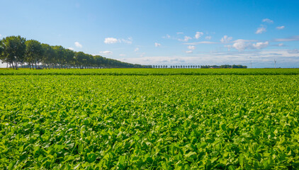 Fototapeta na wymiar Vegetables in an agricultural field in the countryside under a blue cloudy sky in sunlight in autumn, Almere, Flevoland, The Netherlands, September 24, 2020