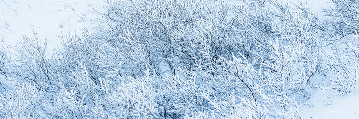 Plants in the tundra in the Arctic are covered with hoar frost. Snow and rime ice on the branches...