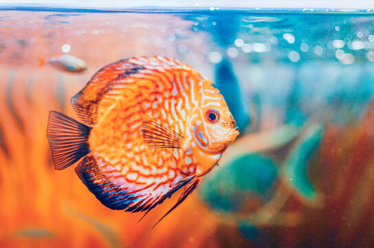 Colorful beautiful fish in a tank