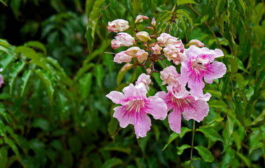 Pink trumpet flowers (Pandorea ricasoliana or Podranea ricasoliana) 