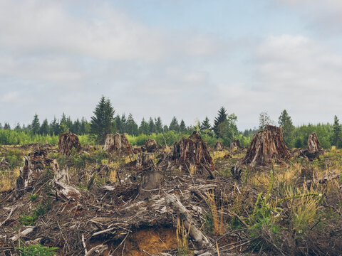 view of clear-cut deforestation