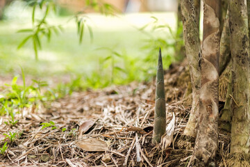 Organic fresh bamboo Shoot in the farm