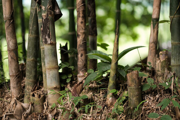 Organic fresh bamboo Shoot in the farm