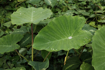 Rain drops on green leaves, natural green leaves backgrounds