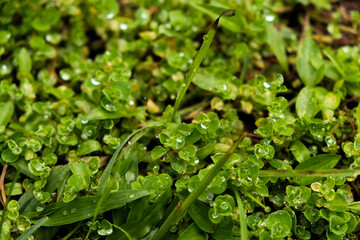 Rain drops on green leaves, natural green leaves backgrounds