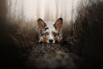 Portrait of adult welsh corgi cardigan in spring in forest
