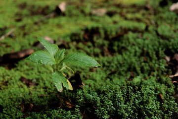 Rain drops on green leaves, natural green leaves backgrounds