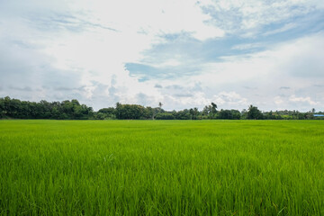 Fototapeta premium Green rice fields landscape backgrounds