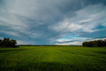 Obraz premium Green rice fields and beautiful mountain views.