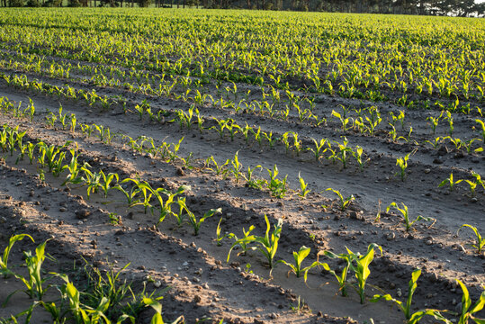 Field of green shoots in rows
