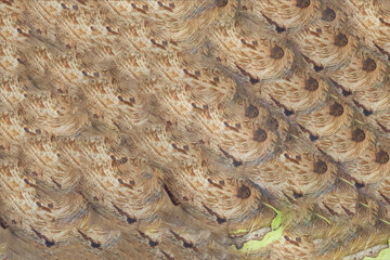 Organic wood and bone background texture with repeating patterns. Abstract art.