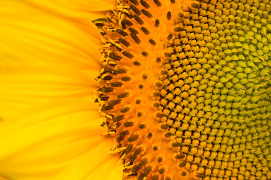 Sunflower details